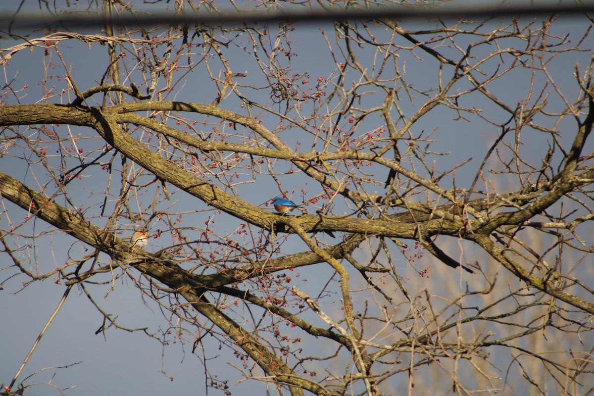 Eastern Bluebird - ML619735197