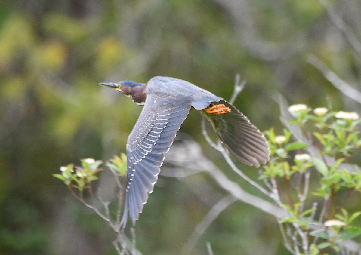 Green Heron - ML619735206