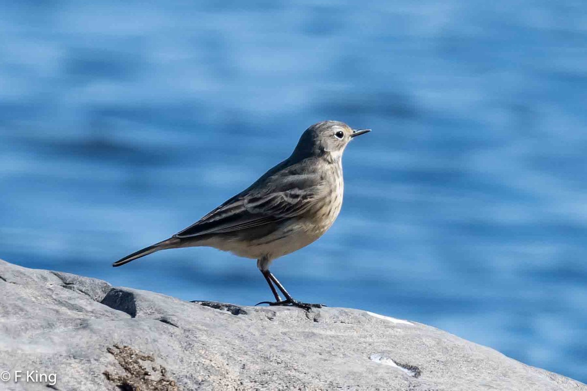 American Pipit - ML619735223