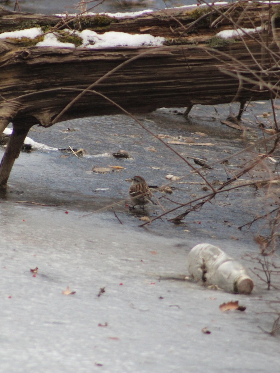 American Tree Sparrow - ML619735236