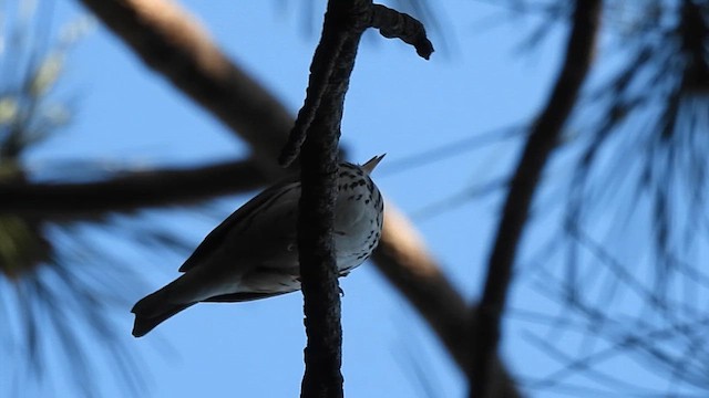 Ovenbird - ML619735244