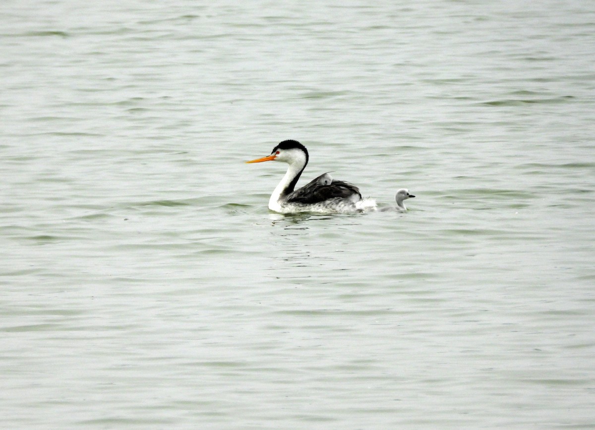 Clark's Grebe - ML619735249