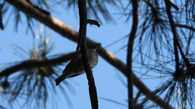 Ovenbird - ML619735250