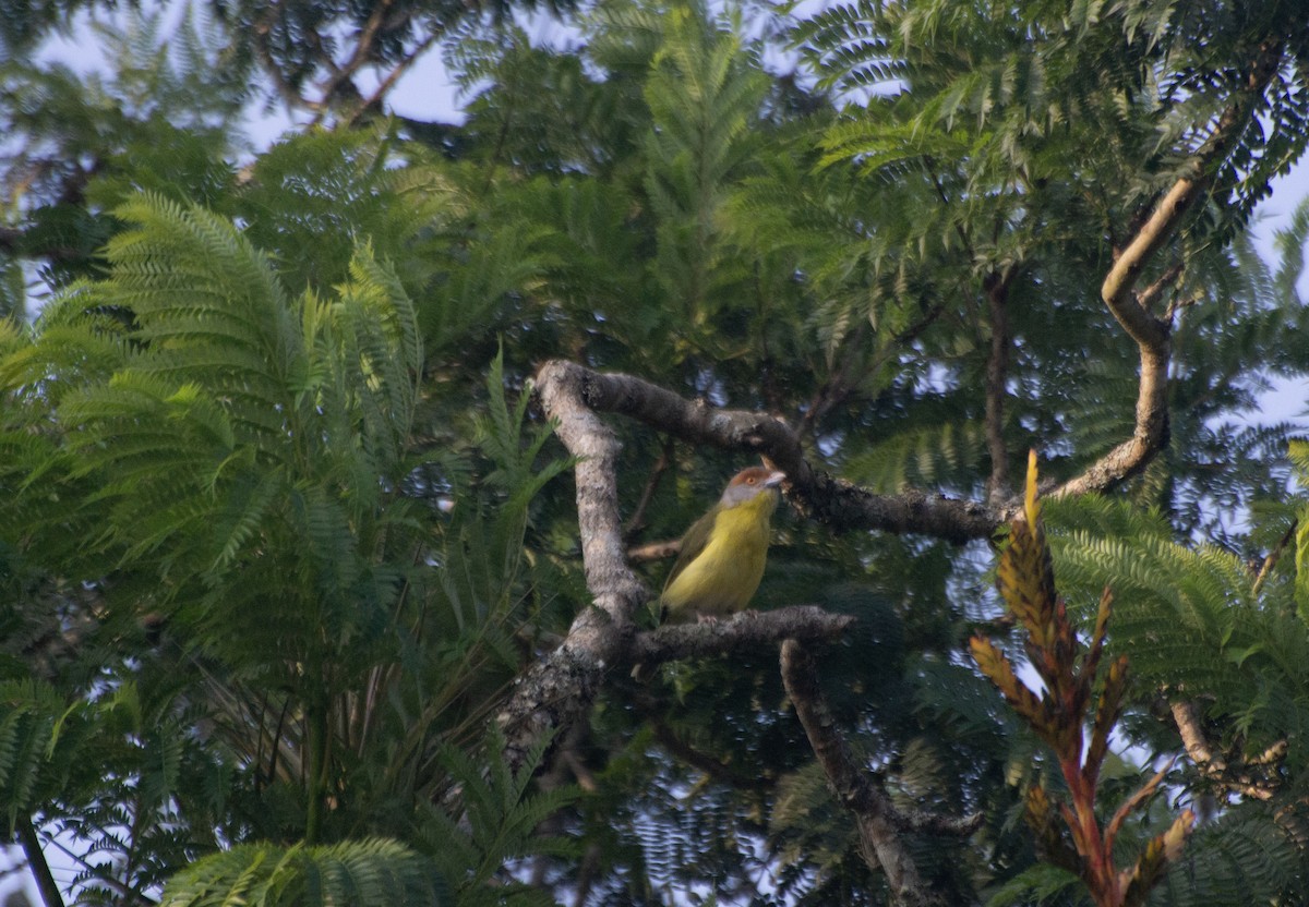 Краснобровый попугаевый виреон - ML619735253