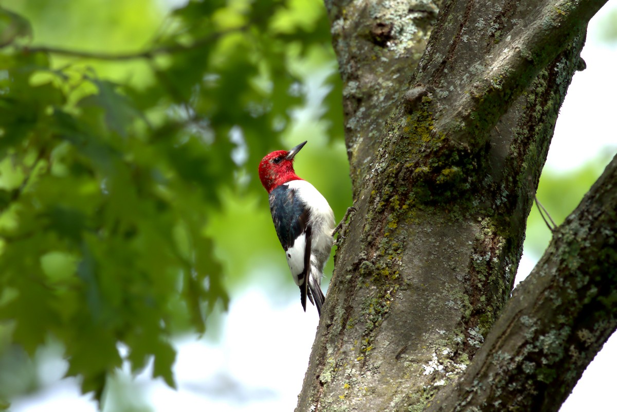 Red-headed Woodpecker - ML619735259