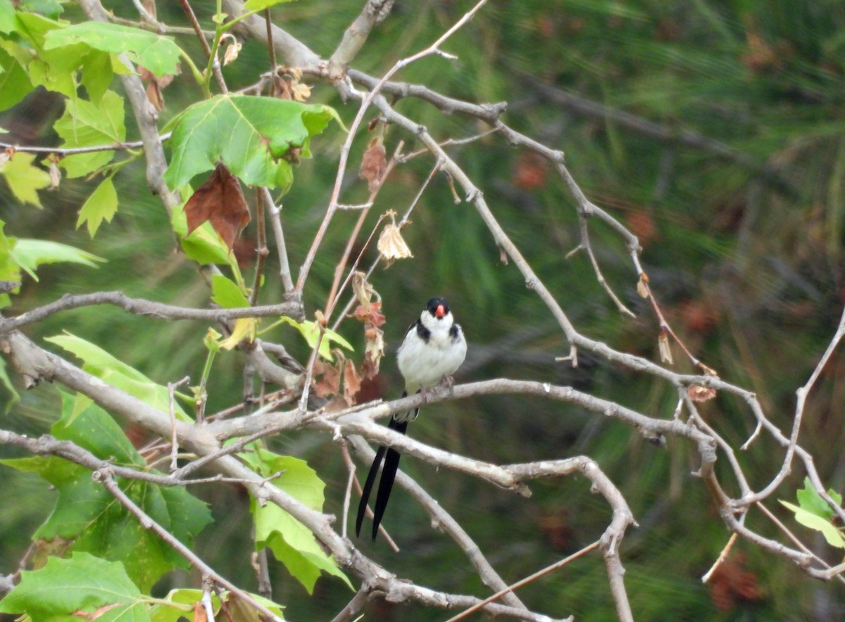 Pin-tailed Whydah - ML619735280