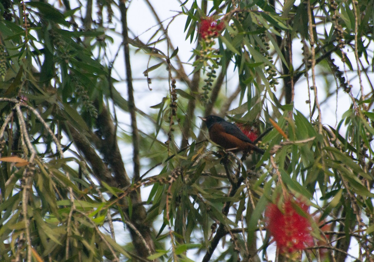 Cinnamon-bellied Flowerpiercer - ML619735295