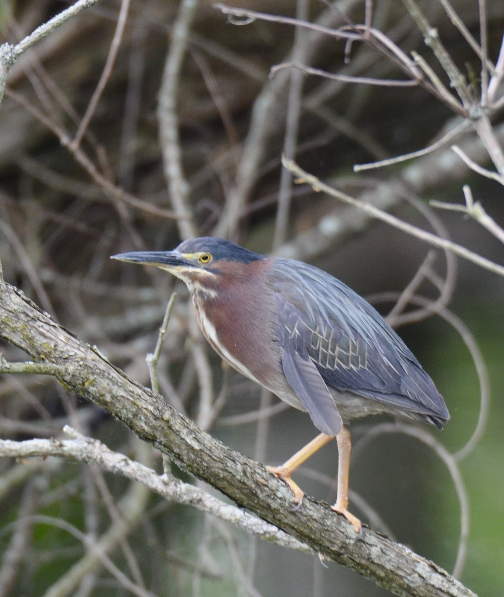 Green Heron - ML619735300