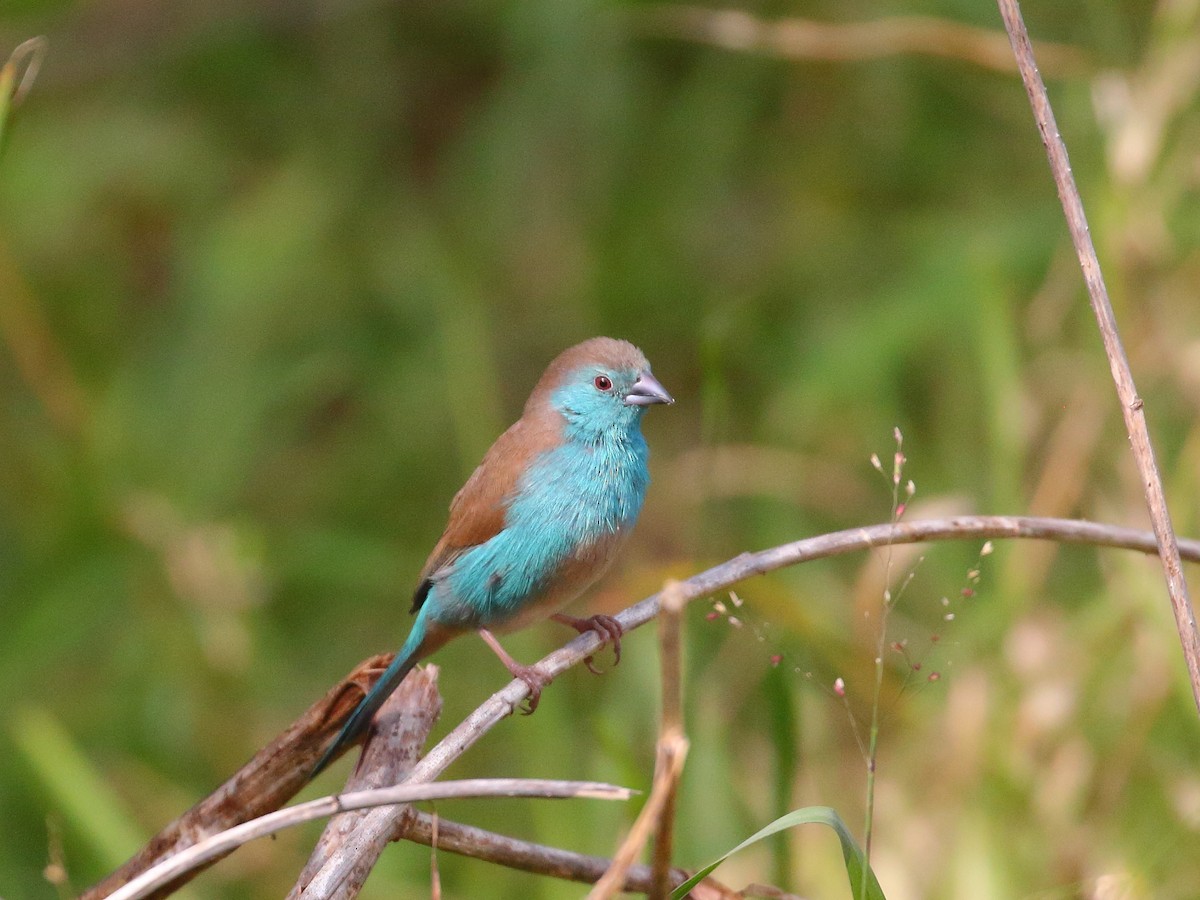 Blauastrild - ML619735307