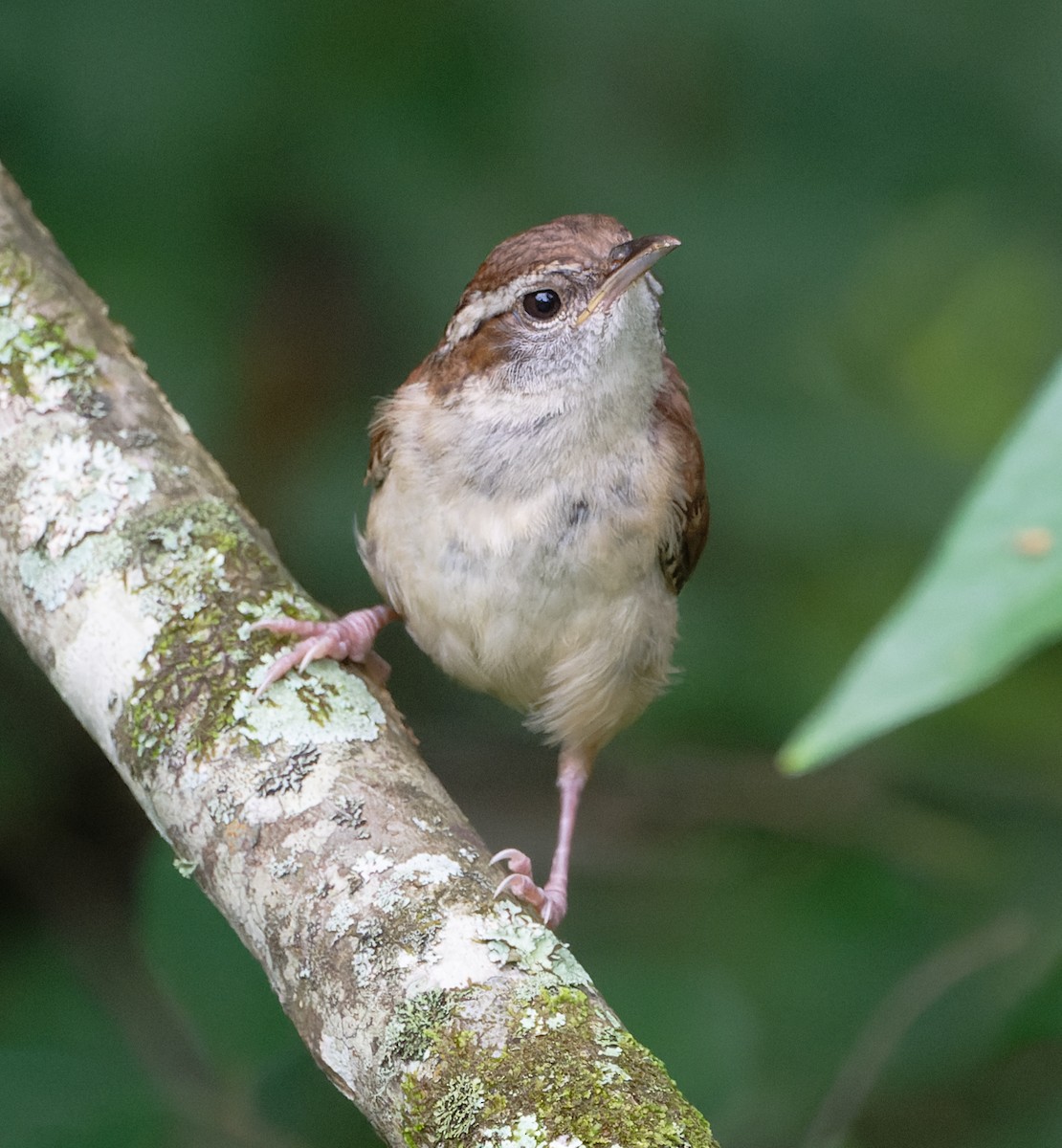 Carolina Wren - ML619735321