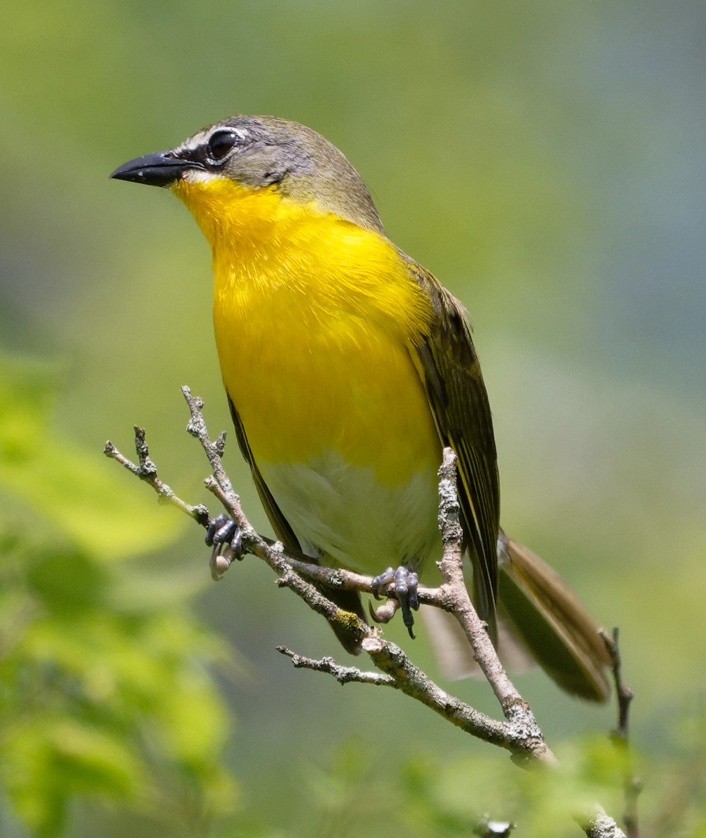 Yellow-breasted Chat - ML619735331