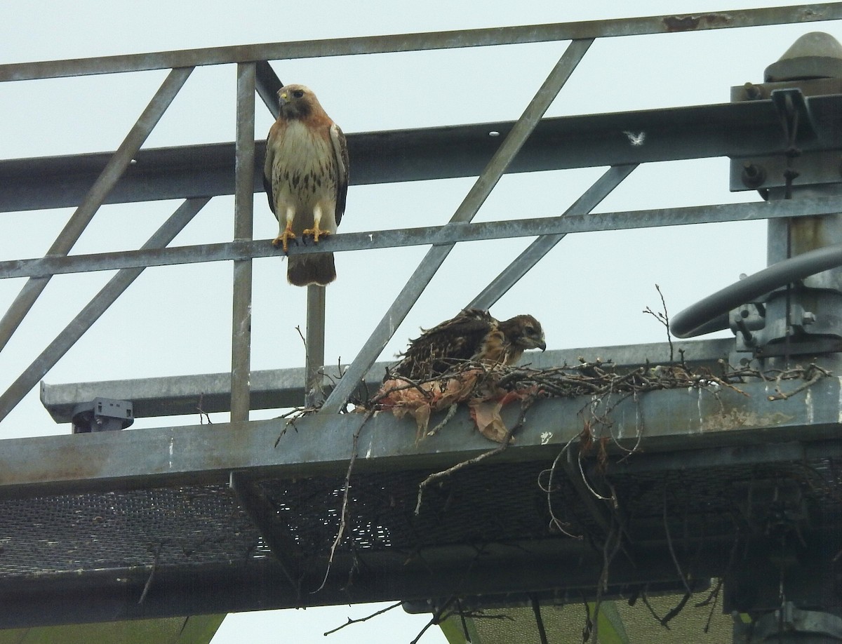 Red-tailed Hawk - ML619735354