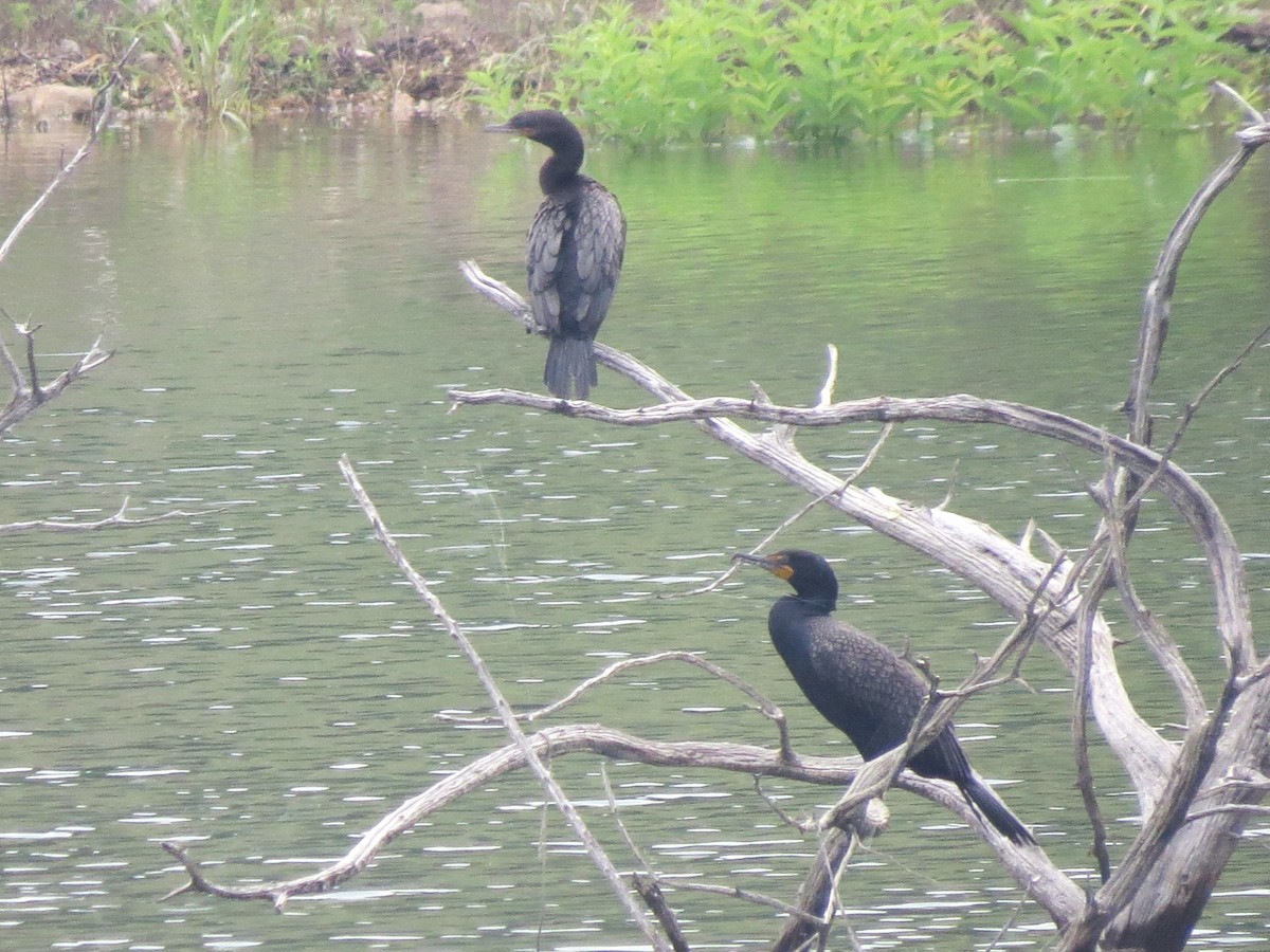 Neotropic Cormorant - ML619735357