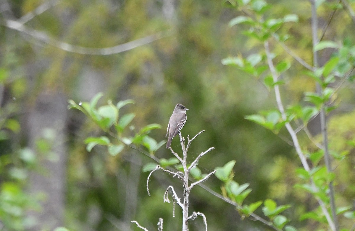 Western Wood-Pewee - ML619735374