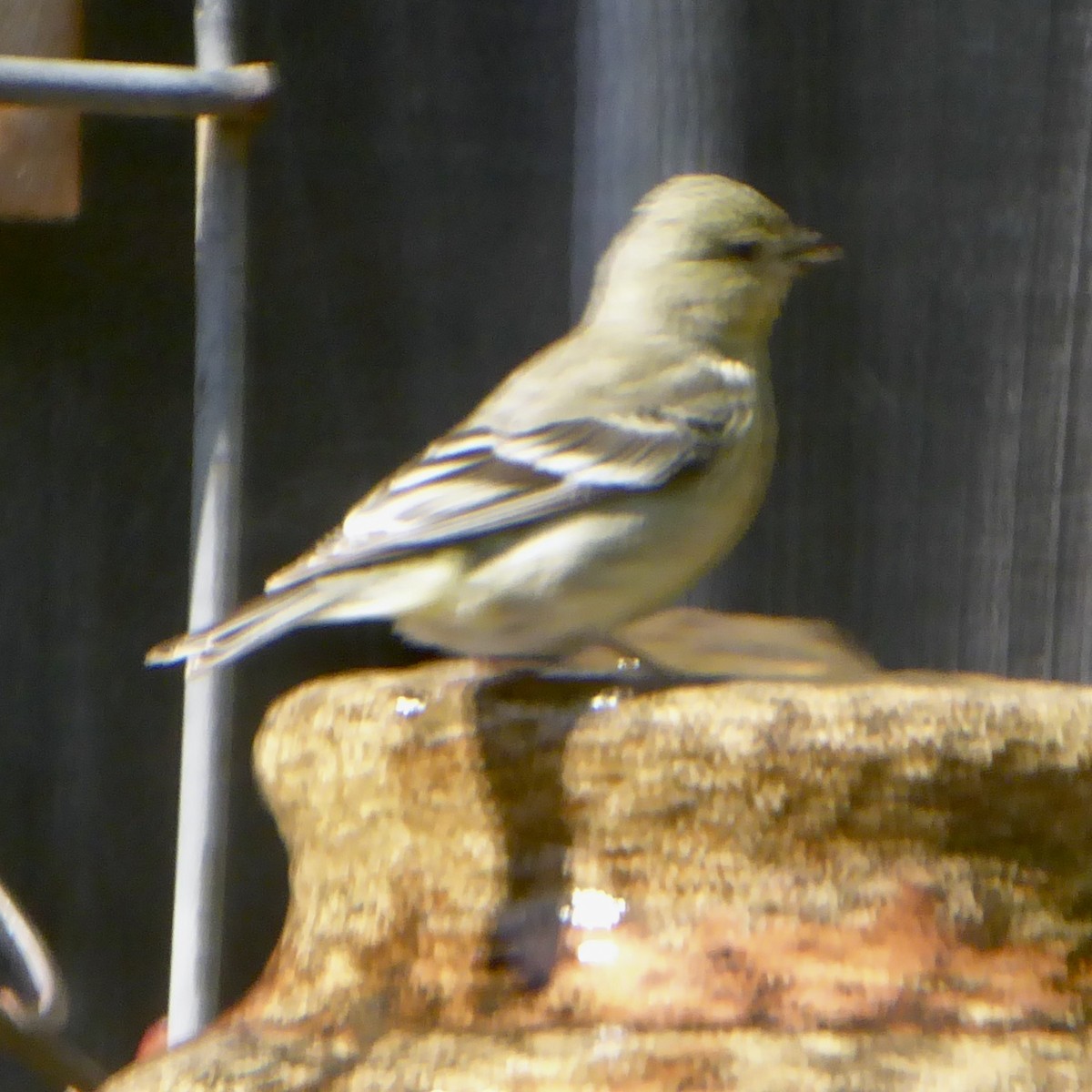 Lesser Goldfinch - ML619735375