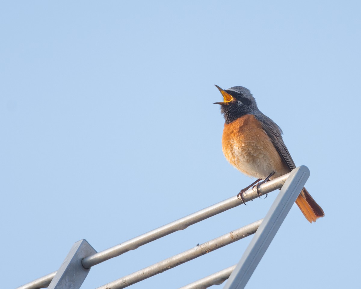 Common Redstart - ML619735385