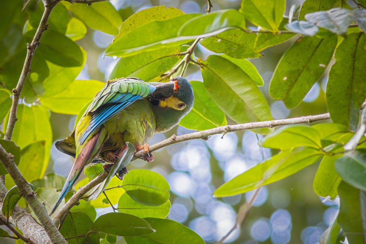 Blue-winged Macaw - ML619735387