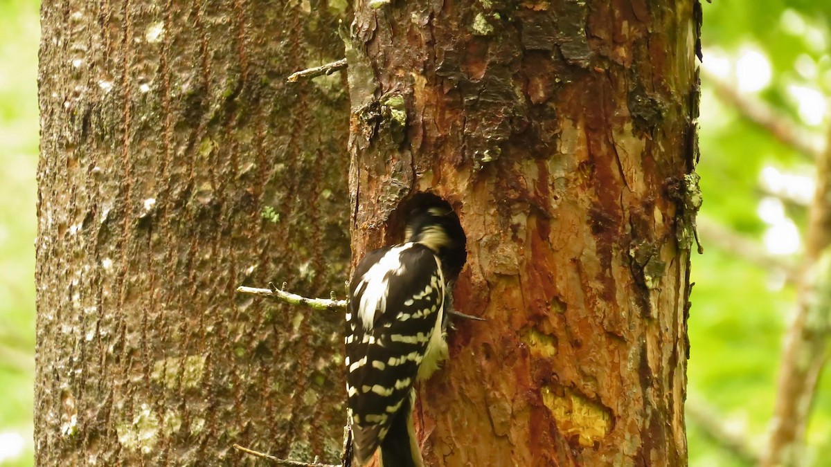 Hairy Woodpecker - ML619735395