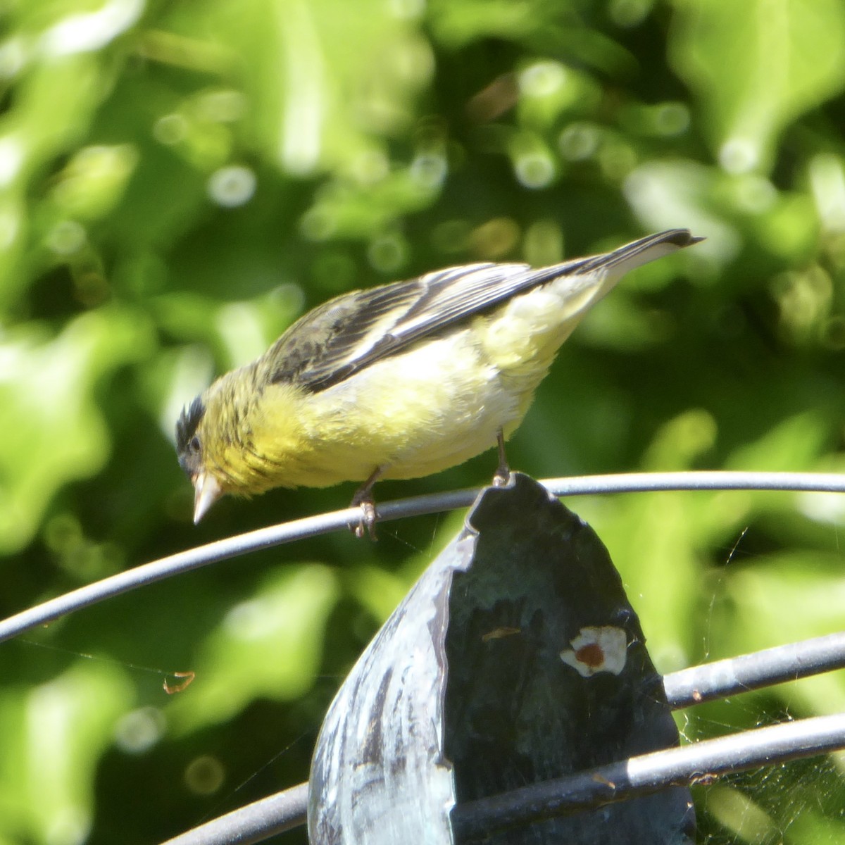 Lesser Goldfinch - ML619735409