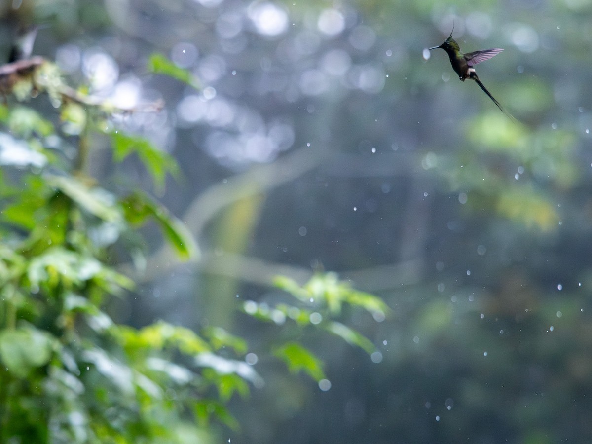 Wire-crested Thorntail - ML619735430