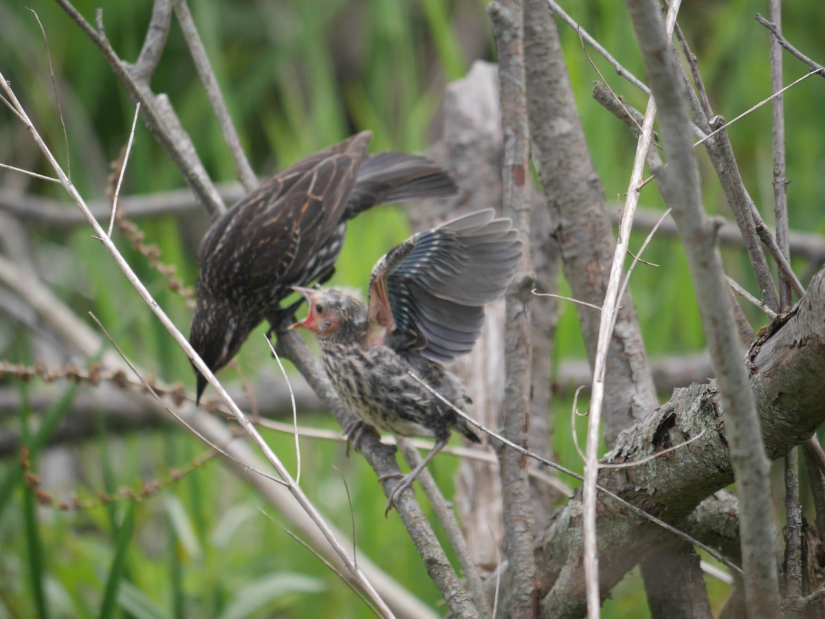 Red-winged Blackbird - ML619735431