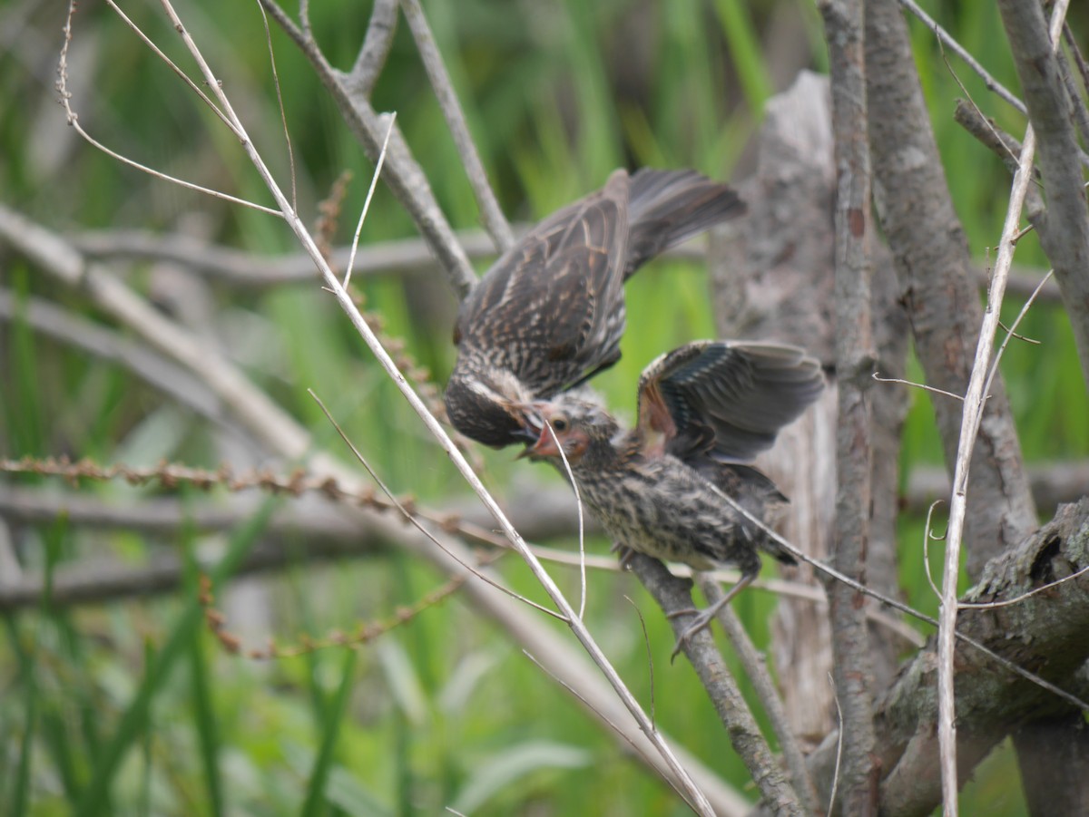 Red-winged Blackbird - ML619735432