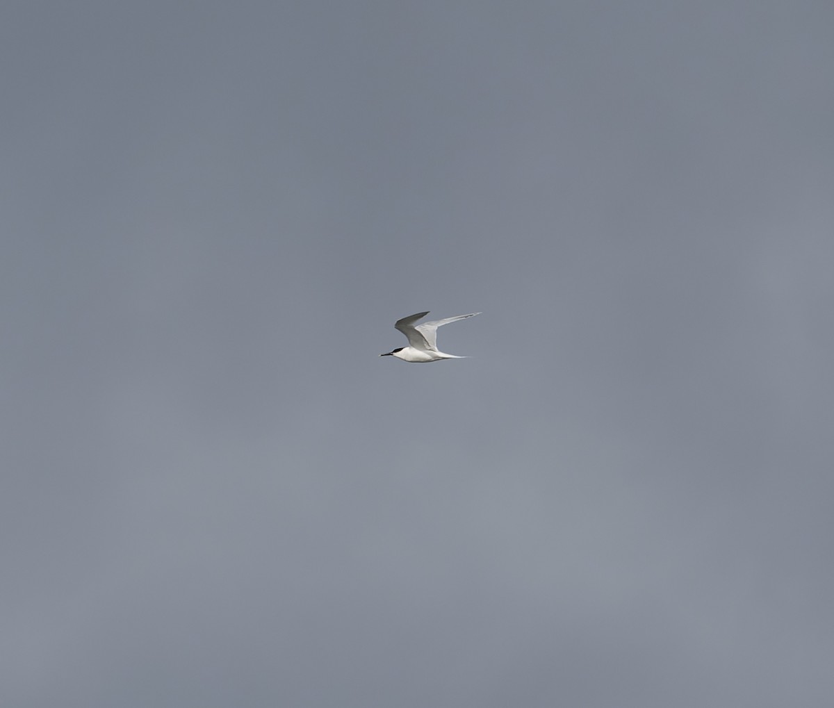 白嘴端燕鷗(sandvicensis) - ML619735447
