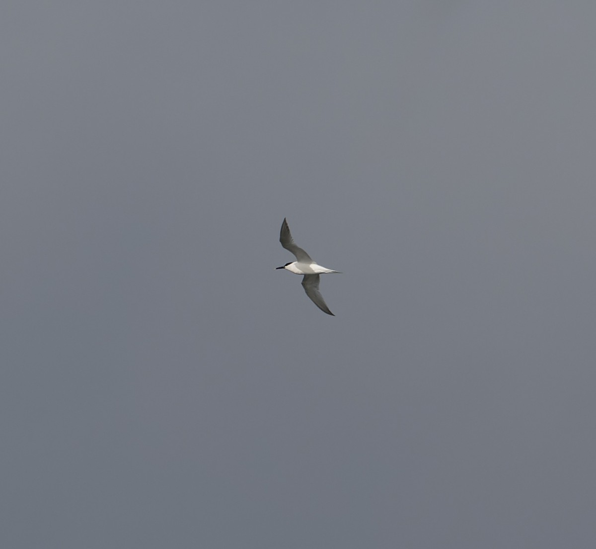 白嘴端燕鷗(sandvicensis) - ML619735450