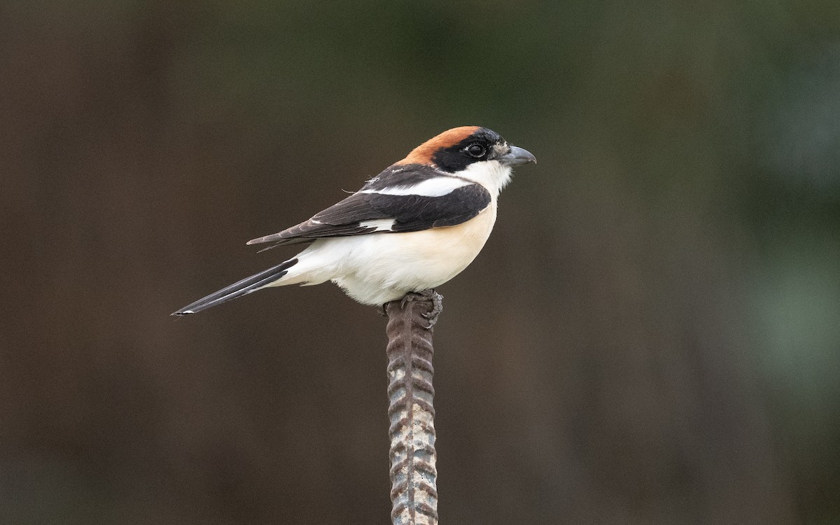 Woodchat Shrike - ML619735451