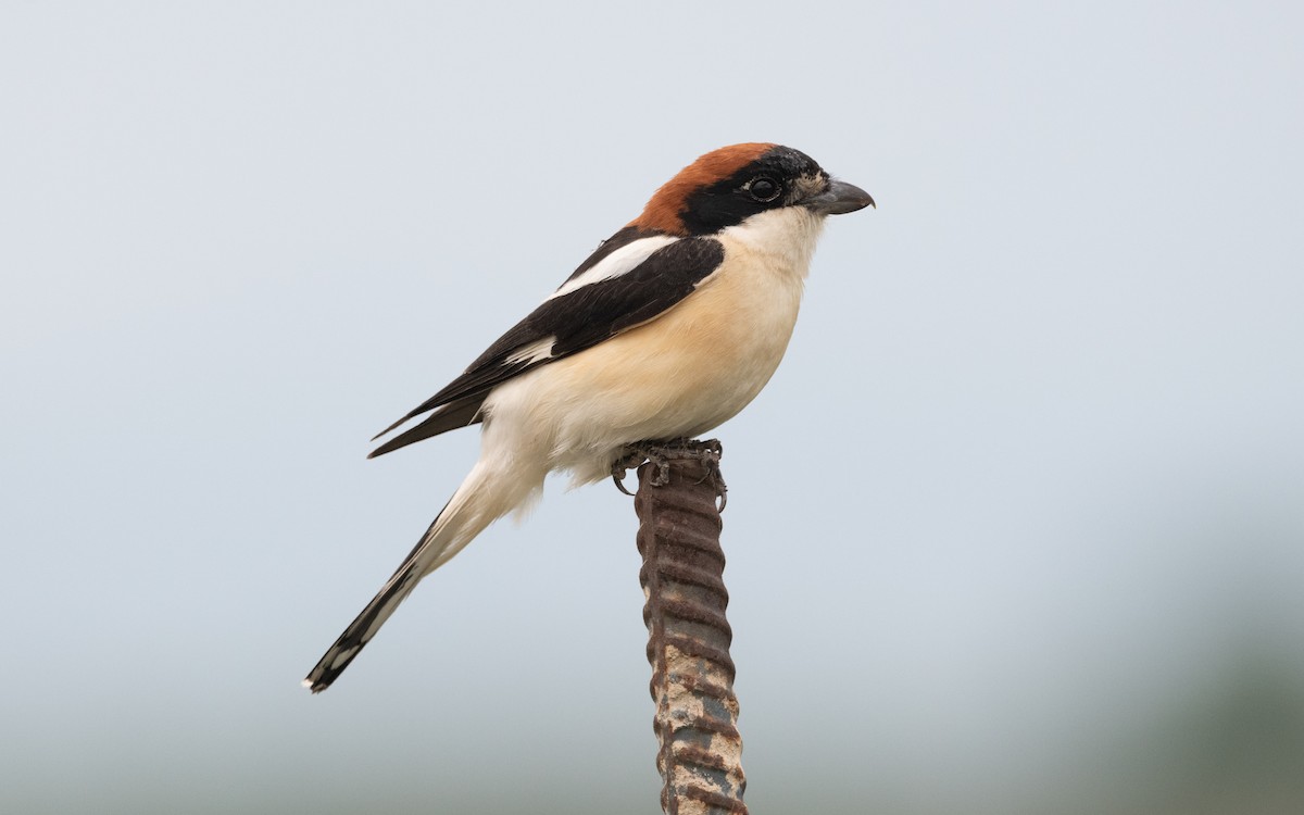 Woodchat Shrike - ML619735457