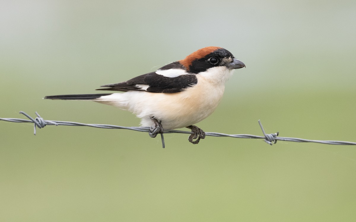 Woodchat Shrike - ML619735459