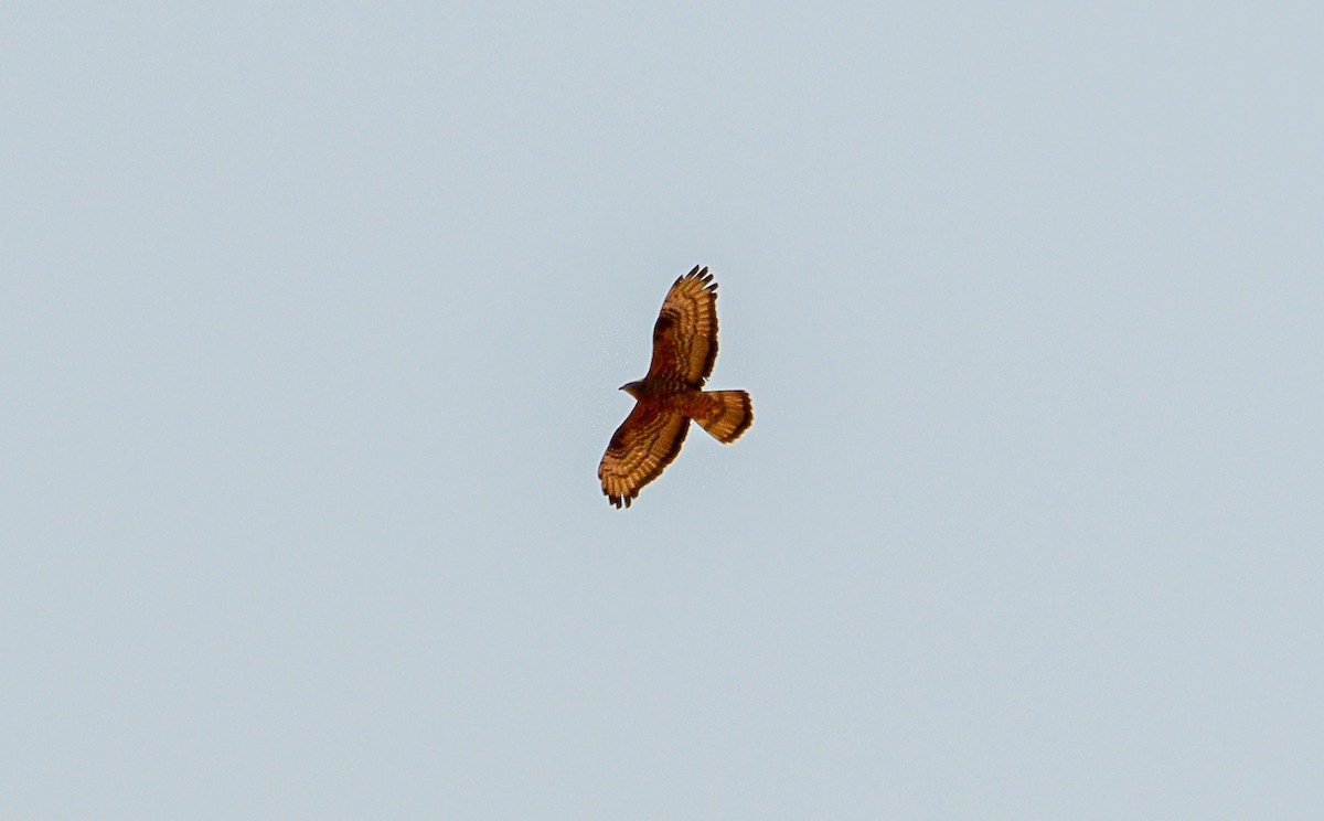 European Honey-buzzard - ML619735500