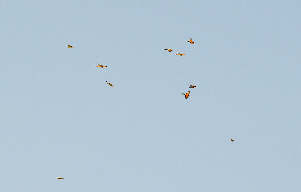 European Bee-eater - ML619735507
