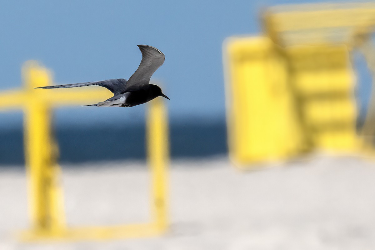 Black Tern - ML619735516