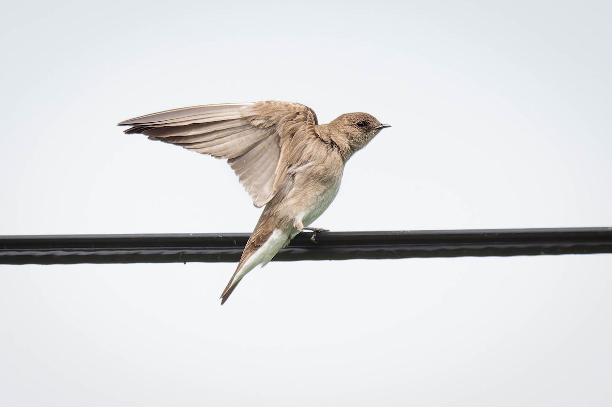 Northern Rough-winged Swallow - Dominic Ricci