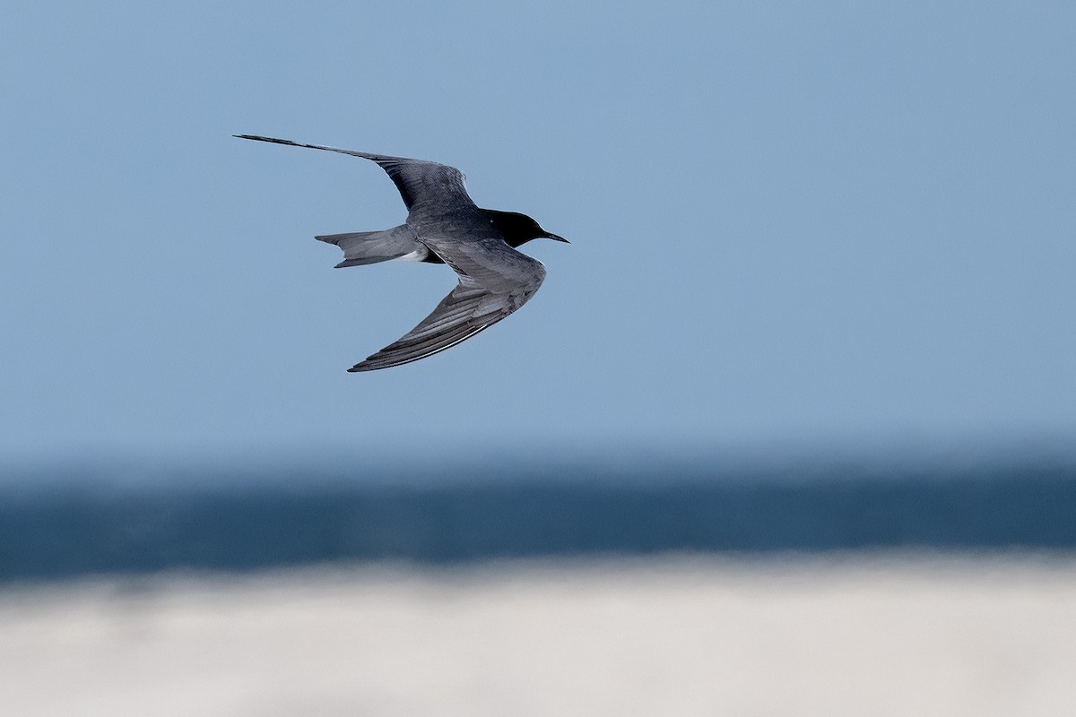 Black Tern - ML619735522