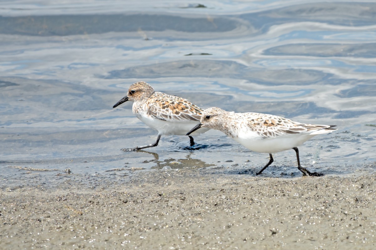 Sanderling - ML619735523