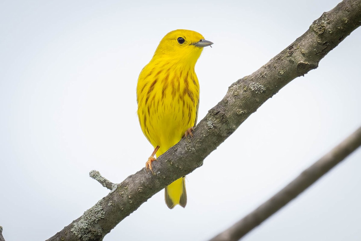 Paruline jaune - ML619735529