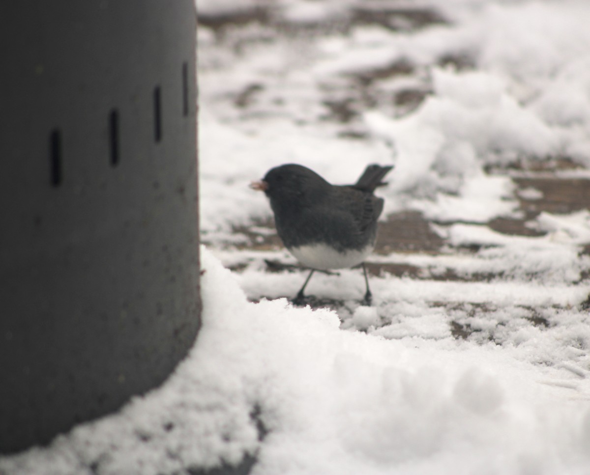 Dark-eyed Junco (Slate-colored) - ML619735605