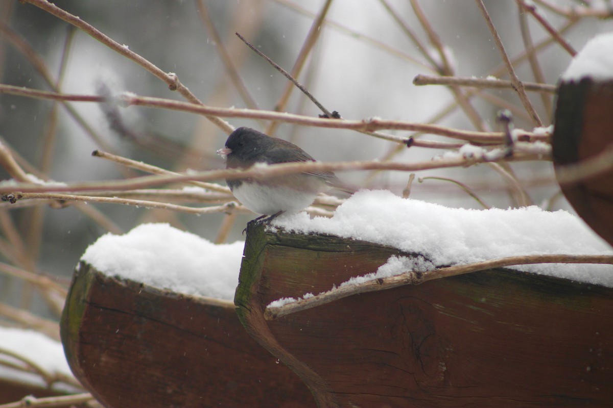 Dark-eyed Junco (Slate-colored) - ML619735607