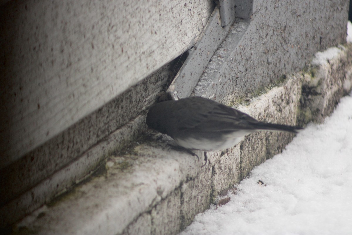 Dark-eyed Junco (Slate-colored) - ML619735609