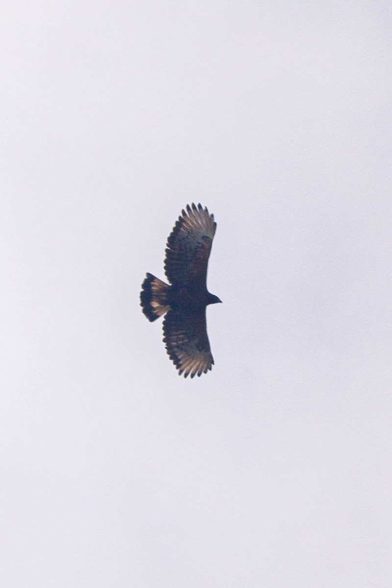 Black-and-chestnut Eagle - Jonathan Taimal