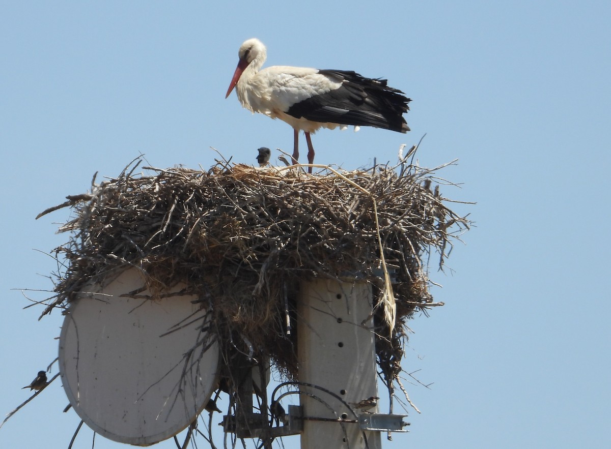 White Stork - ML619735659