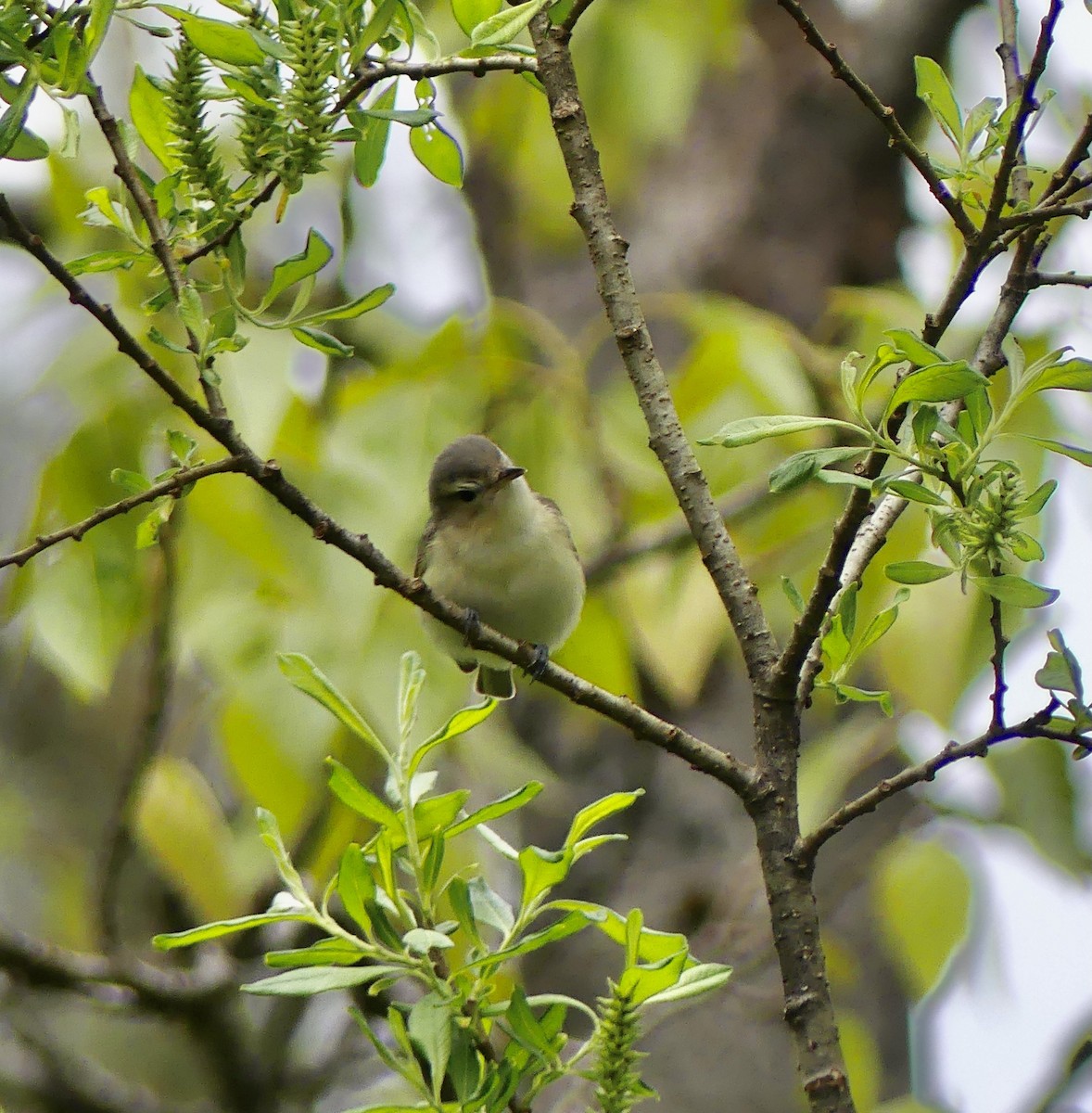 Ötücü Vireo - ML619735661