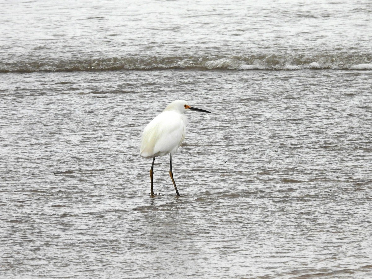 Snowy Egret - ML619735666