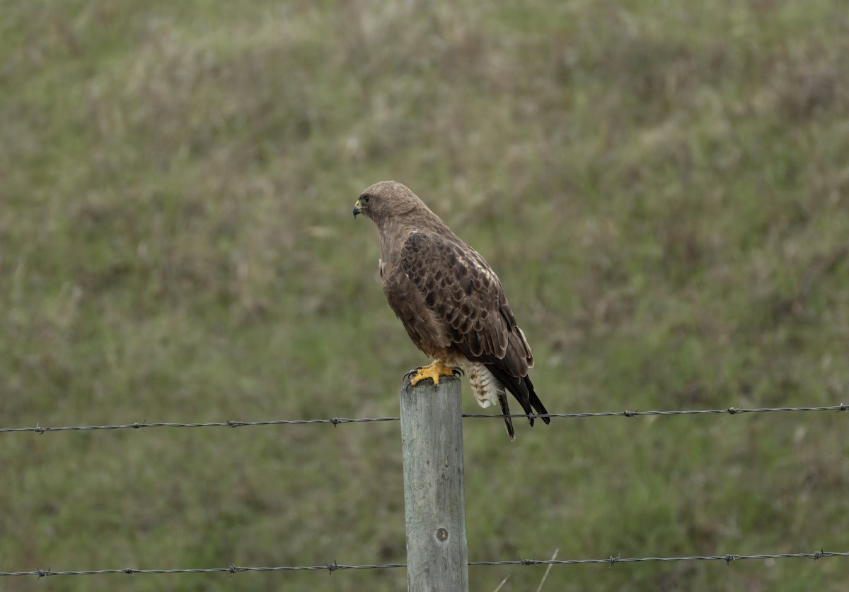 Swainson's Hawk - ML619735668