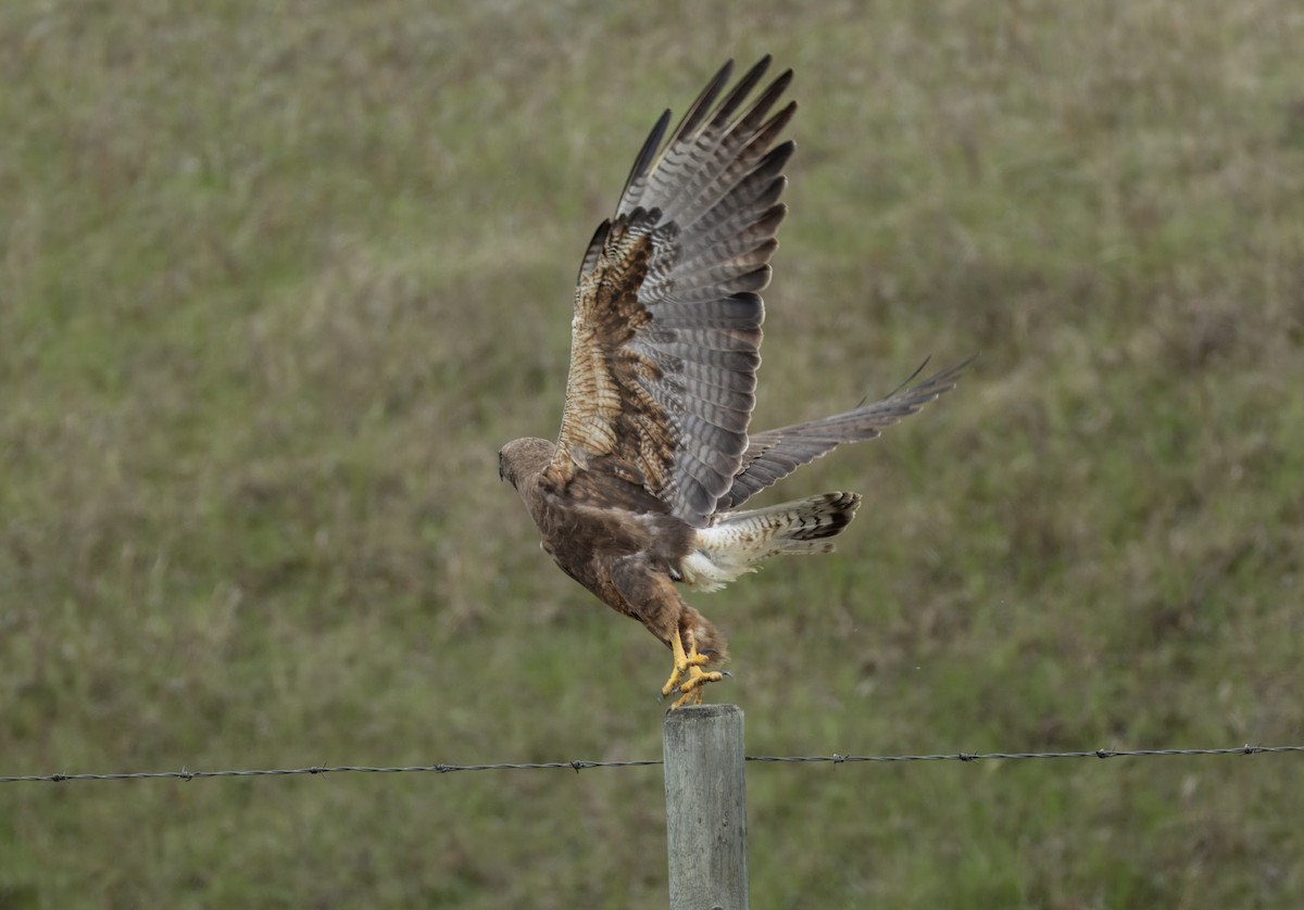 Swainson's Hawk - ML619735670