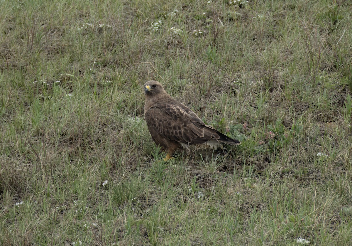 Swainson's Hawk - ML619735672