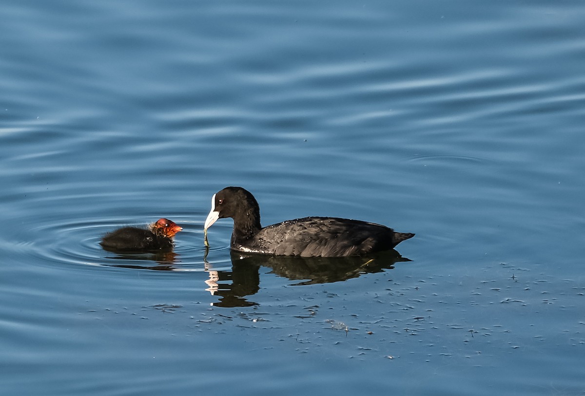 Eurasian Coot - ML619735680