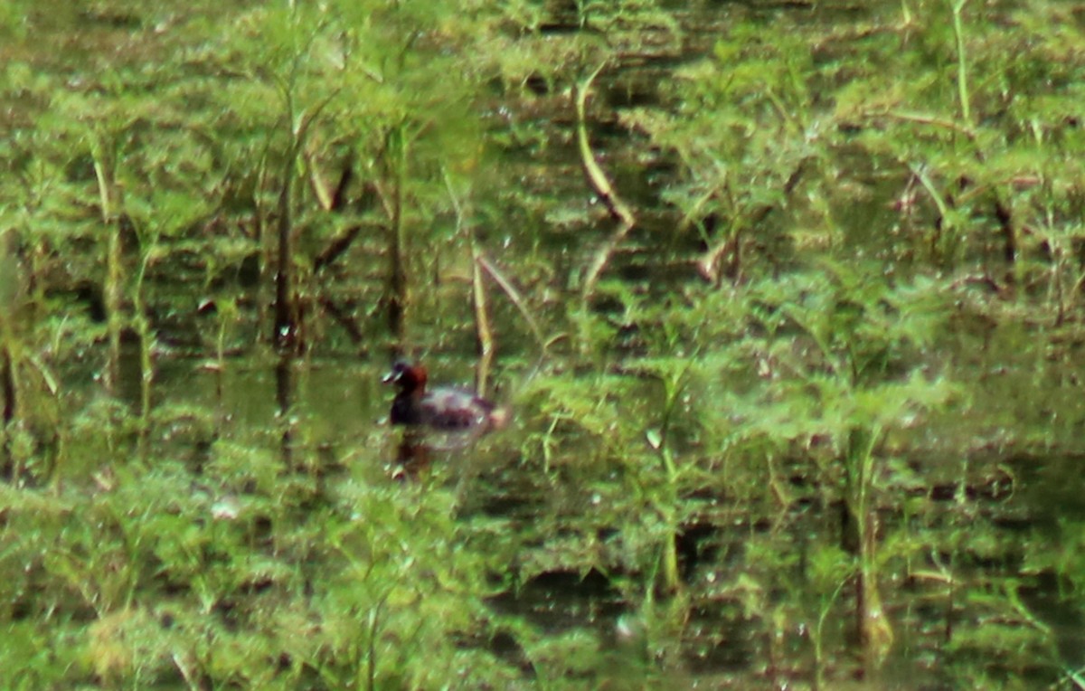 Little Grebe - ML619735686